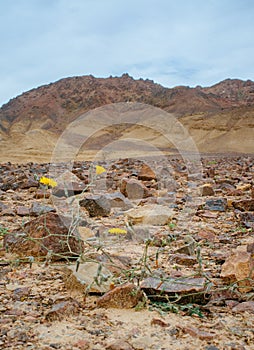 Holy Land Series- Ramon Crater Makhtesh - desert blossom 13 photo